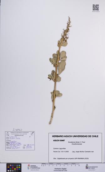 Escallonia illinita [Espécimen: UCH:AGUCH:0030467]