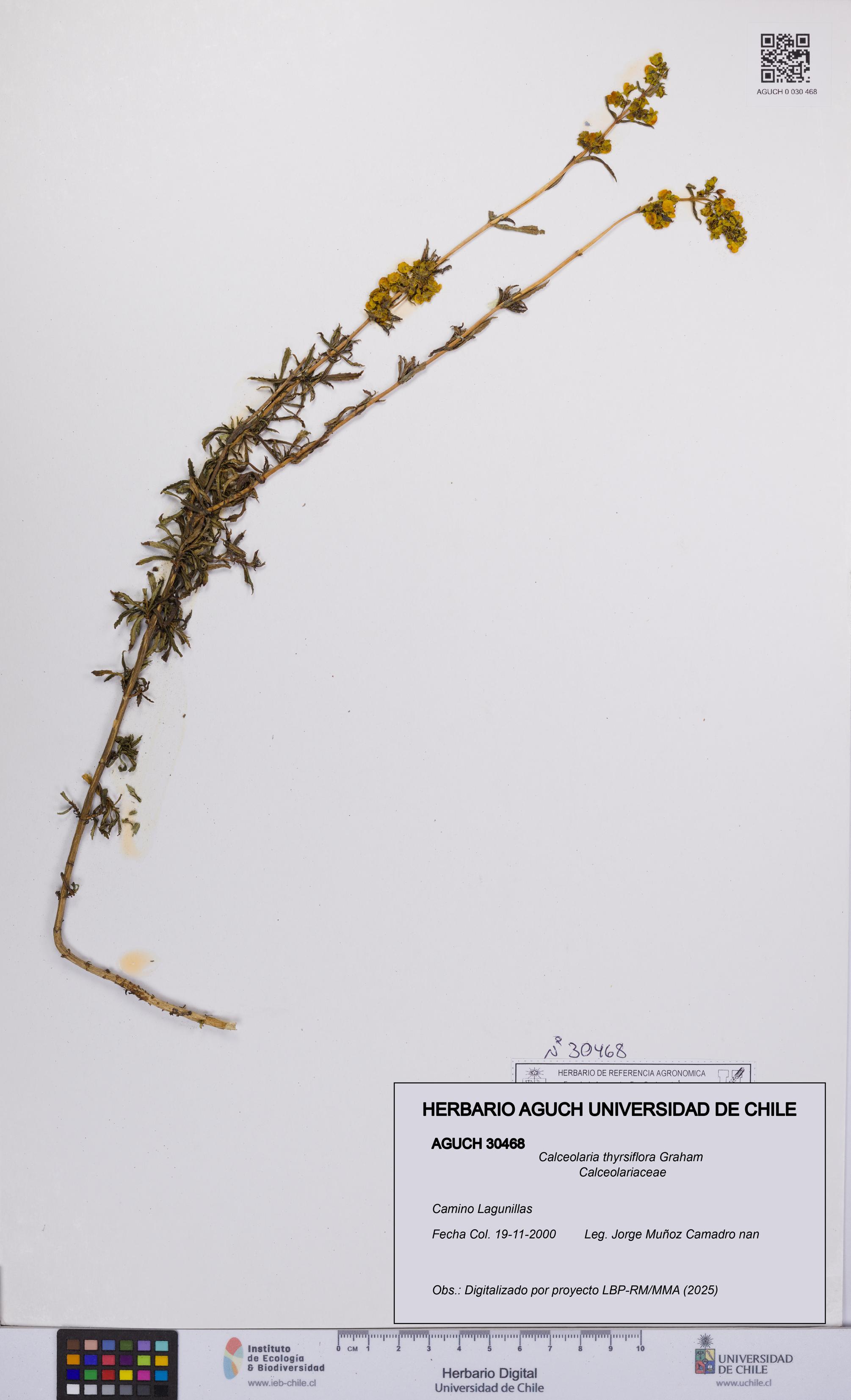 Calceolaria thyrsiflora [Espécimen: UCH:AGUCH:0030468]