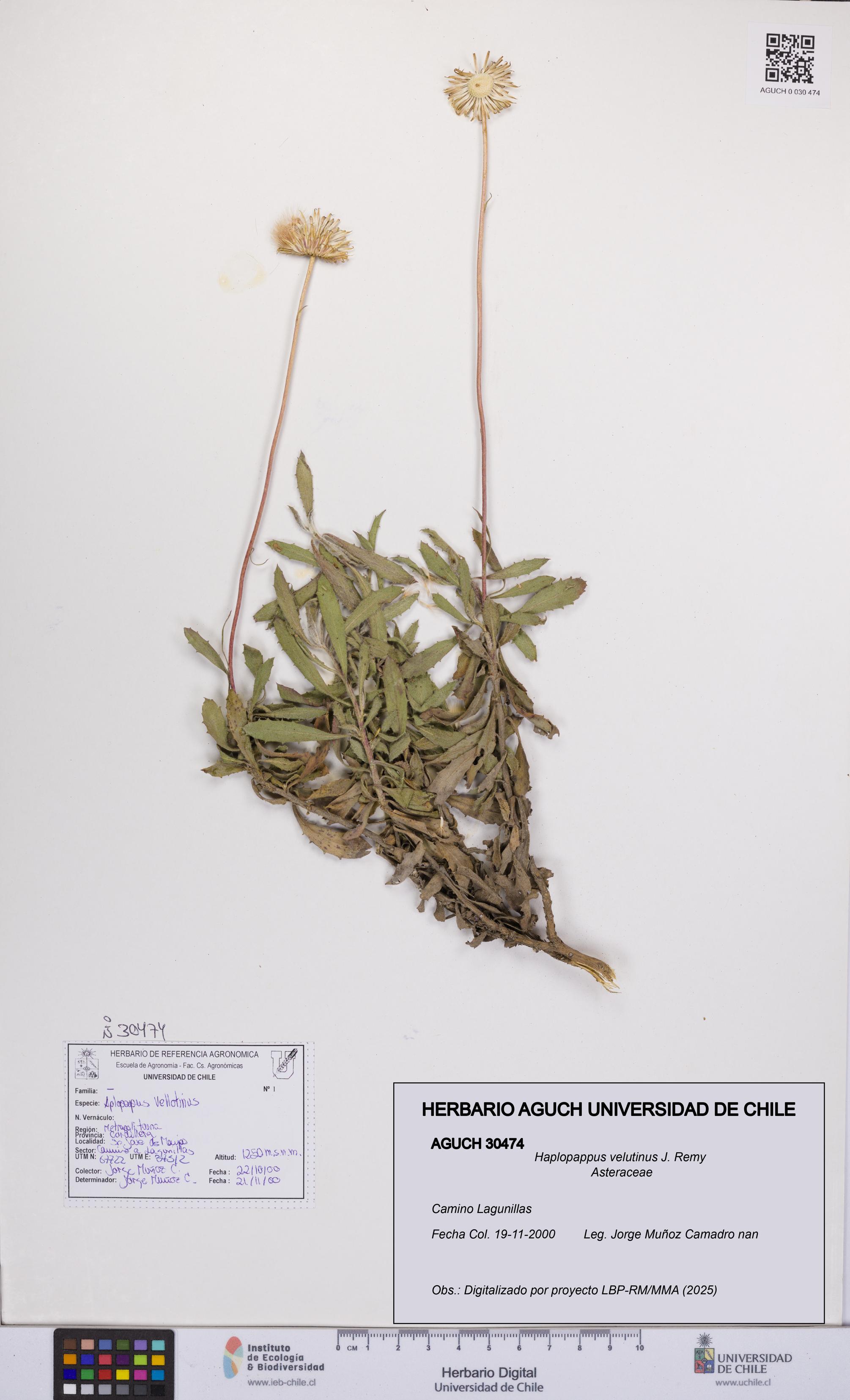 Haplopappus velutinus [Espécimen: UCH:AGUCH:0030474]