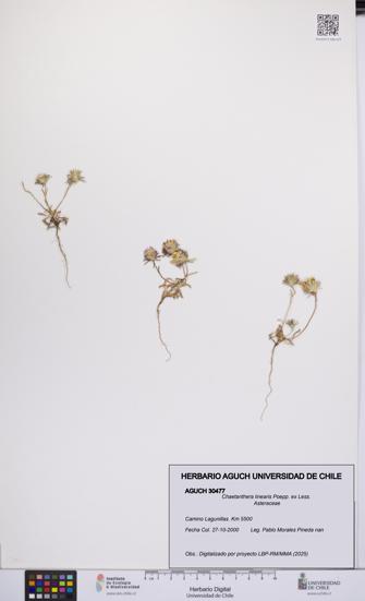 Chaetanthera linearis [Espécimen: UCH:AGUCH:0030477]