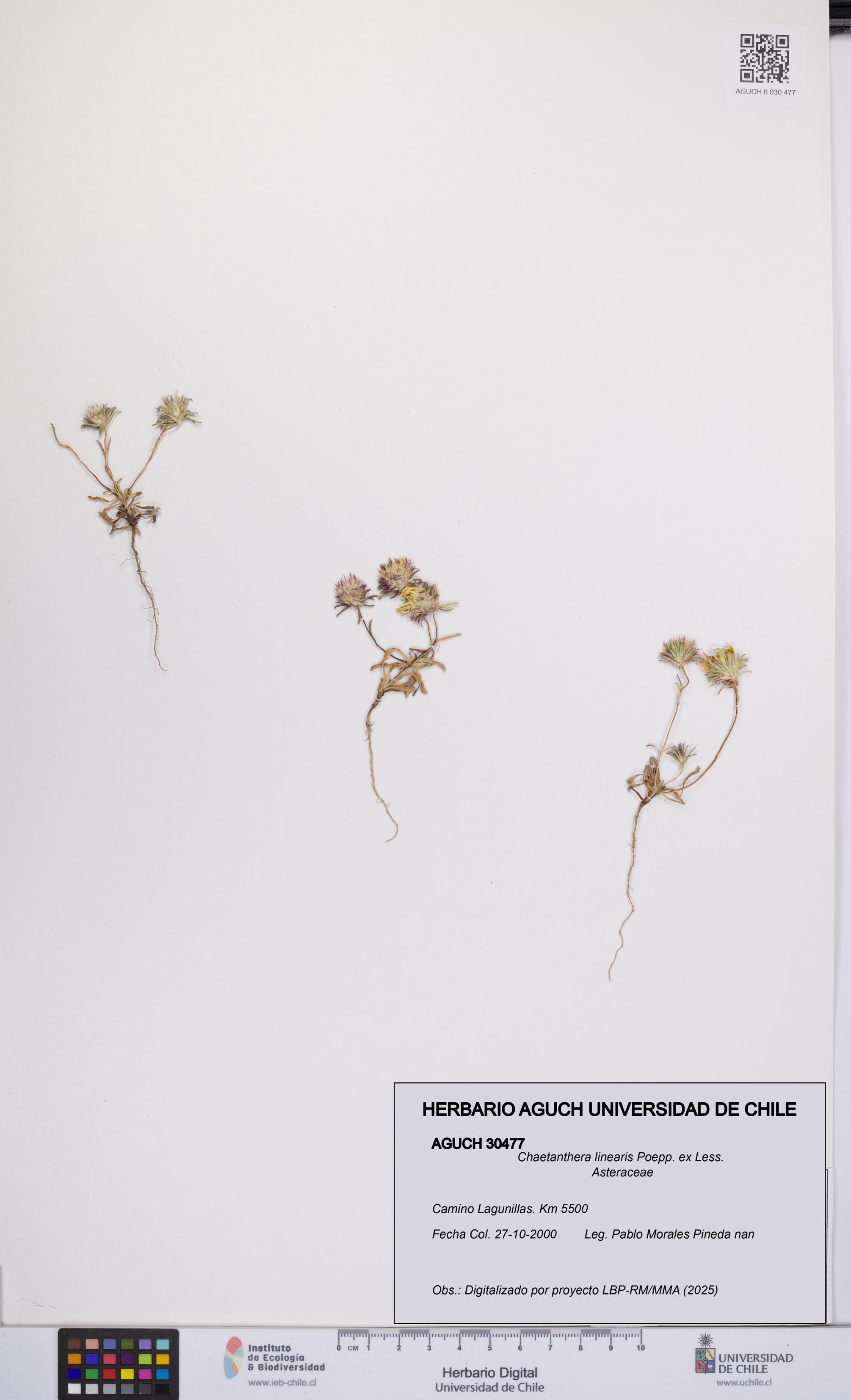 Chaetanthera linearis [Espécimen: UCH:AGUCH:0030477]