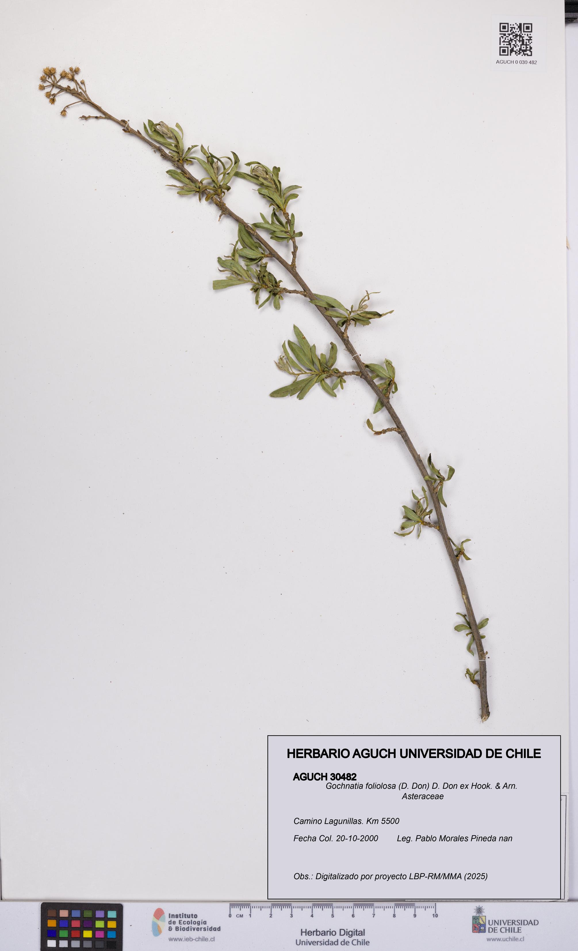 Gochnatia foliolosa [Espécimen: UCH:AGUCH:0030482]