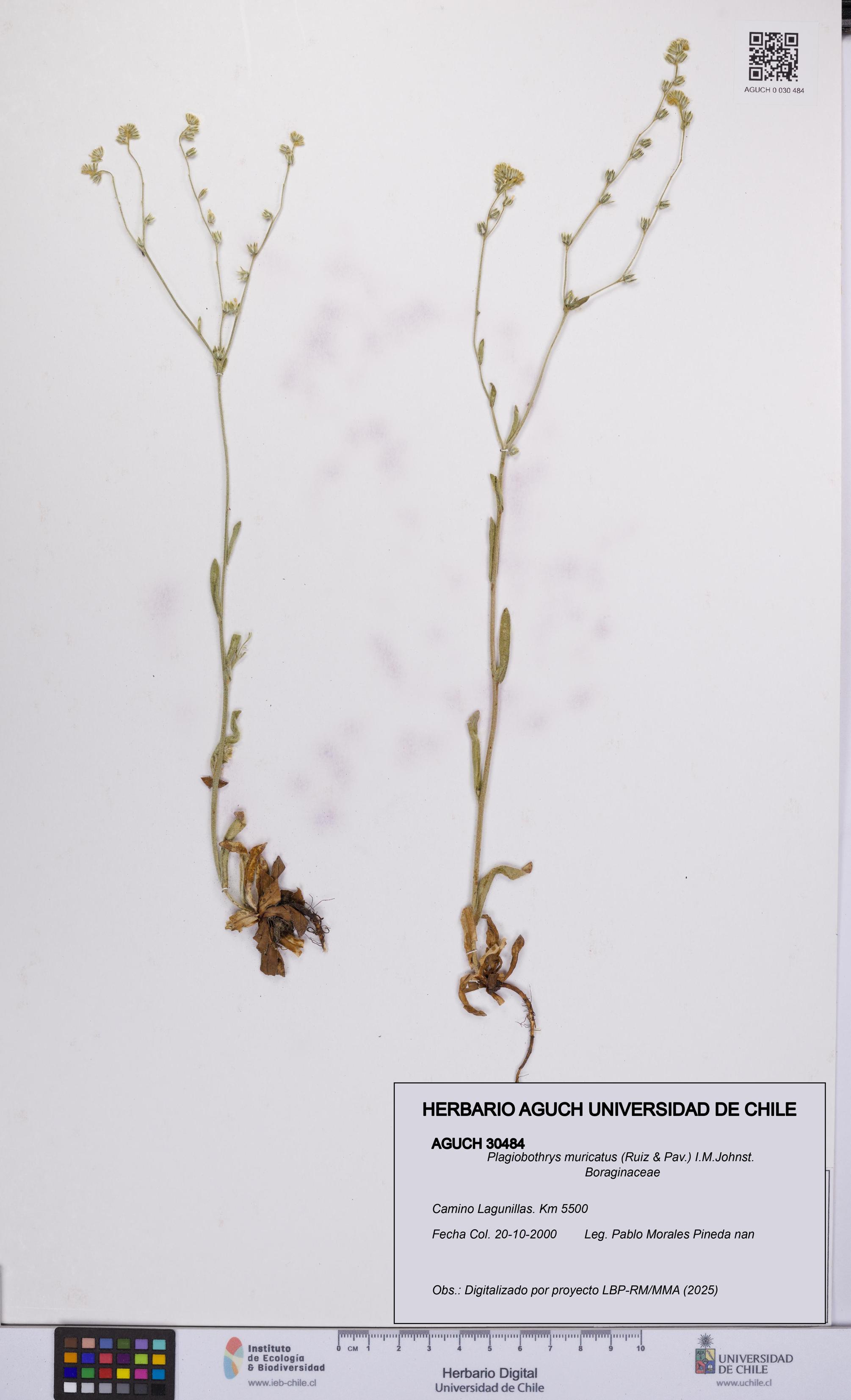 Plagiobothrys muricatus [Espécimen: ]