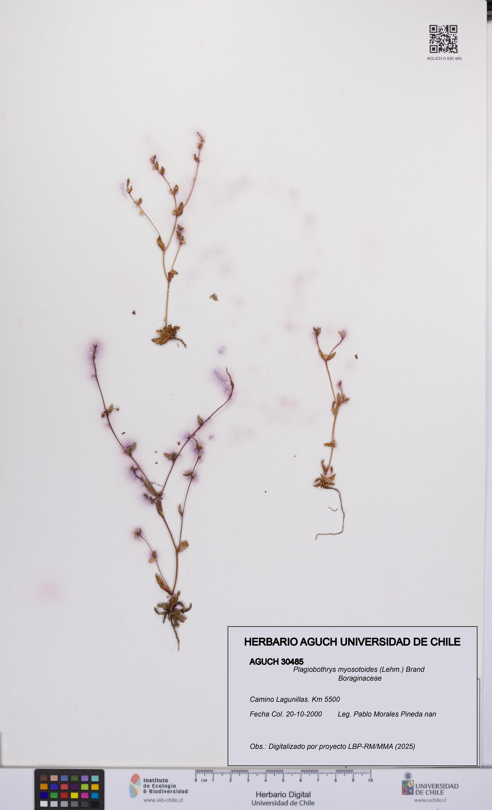 Plagiobothrys myosotoides [Espécimen: UCH:AGUCH:0030485]