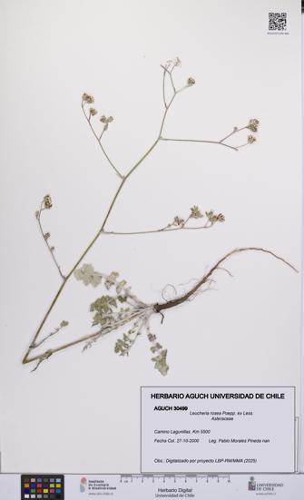 Leucheria rosea [Espécimen: UCH:AGUCH:0030499]