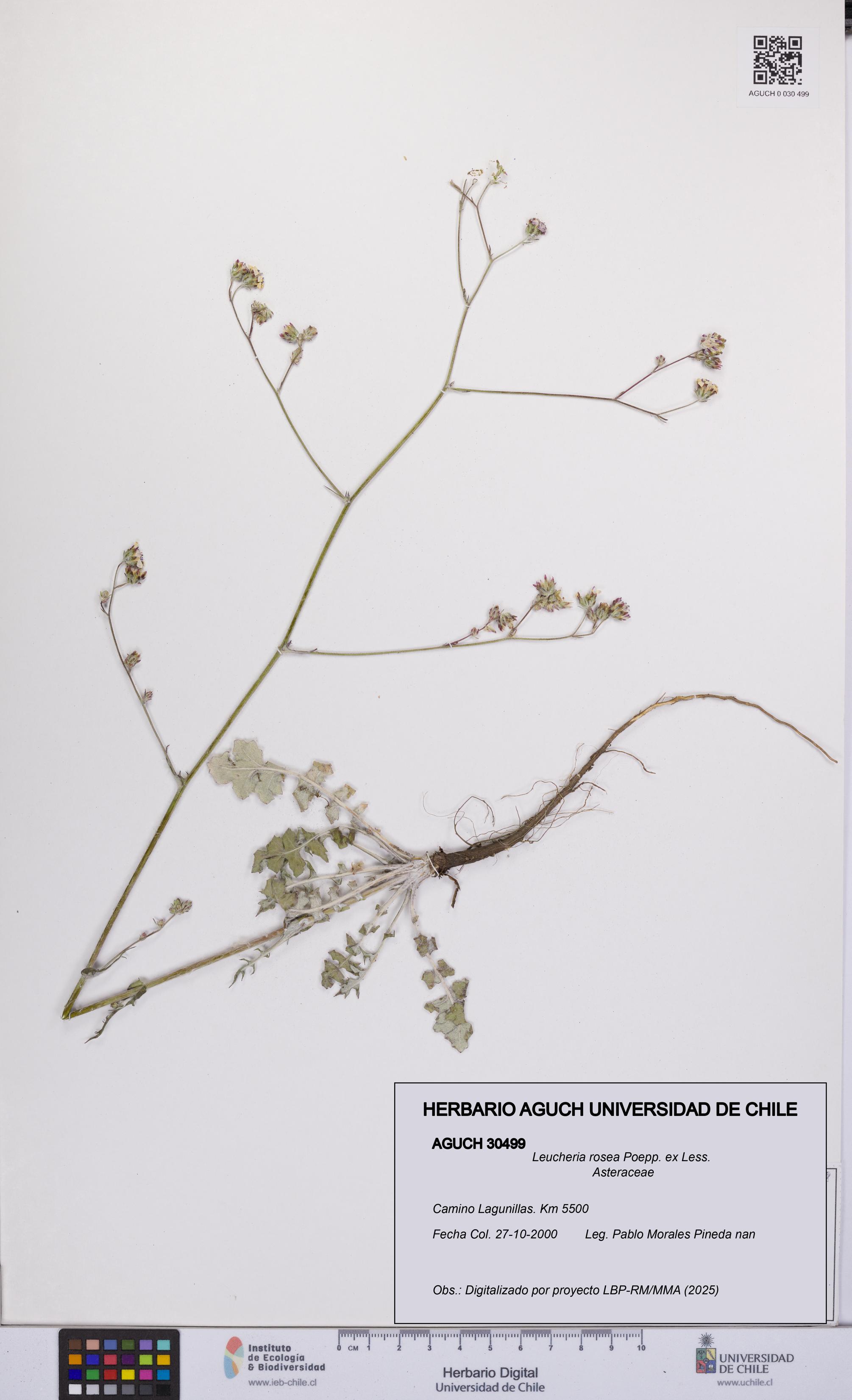 Leucheria rosea [Espécimen: UCH:AGUCH:0030499]