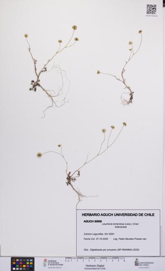 Leucheria tomentosa [Espécimen: UCH:AGUCH:0030500]