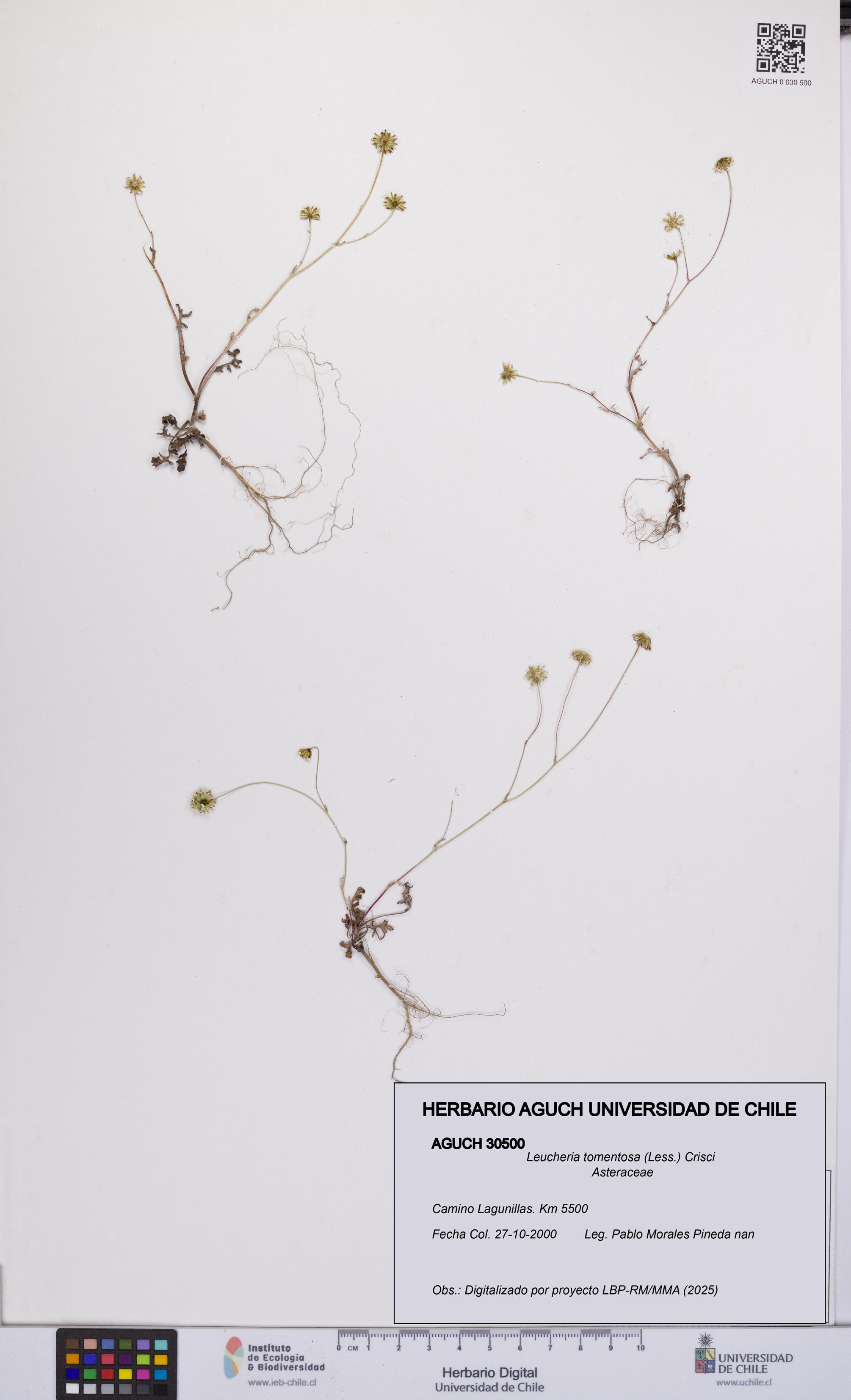 Leucheria tomentosa [Espécimen: UCH:AGUCH:0030500]