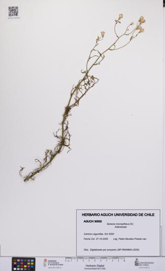Senecio micropifolius [Espécimen: UCH:AGUCH:0030502]