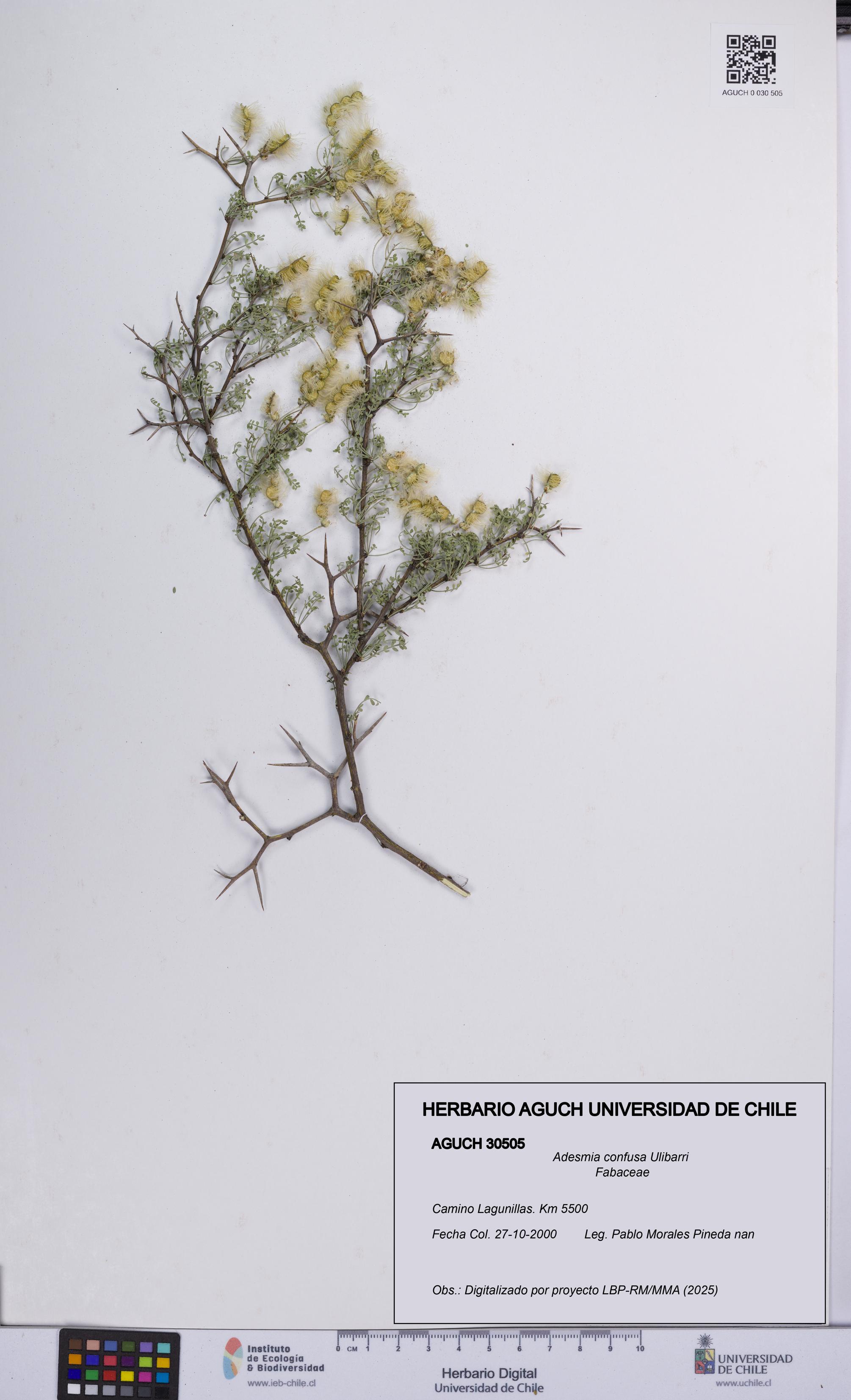 Adesmia confusa [Espécimen: UCH:AGUCH:0030505]