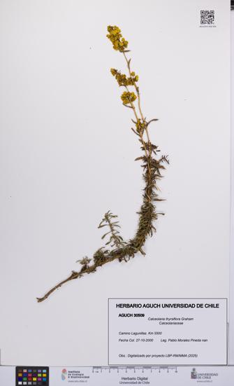 Calceolaria thyrsiflora [Espécimen: UCH:AGUCH:0030509]