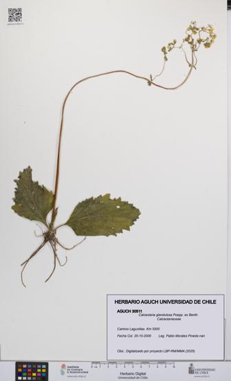 Calceolaria glandulosa [Espécimen: UCH:AGUCH:0030511]