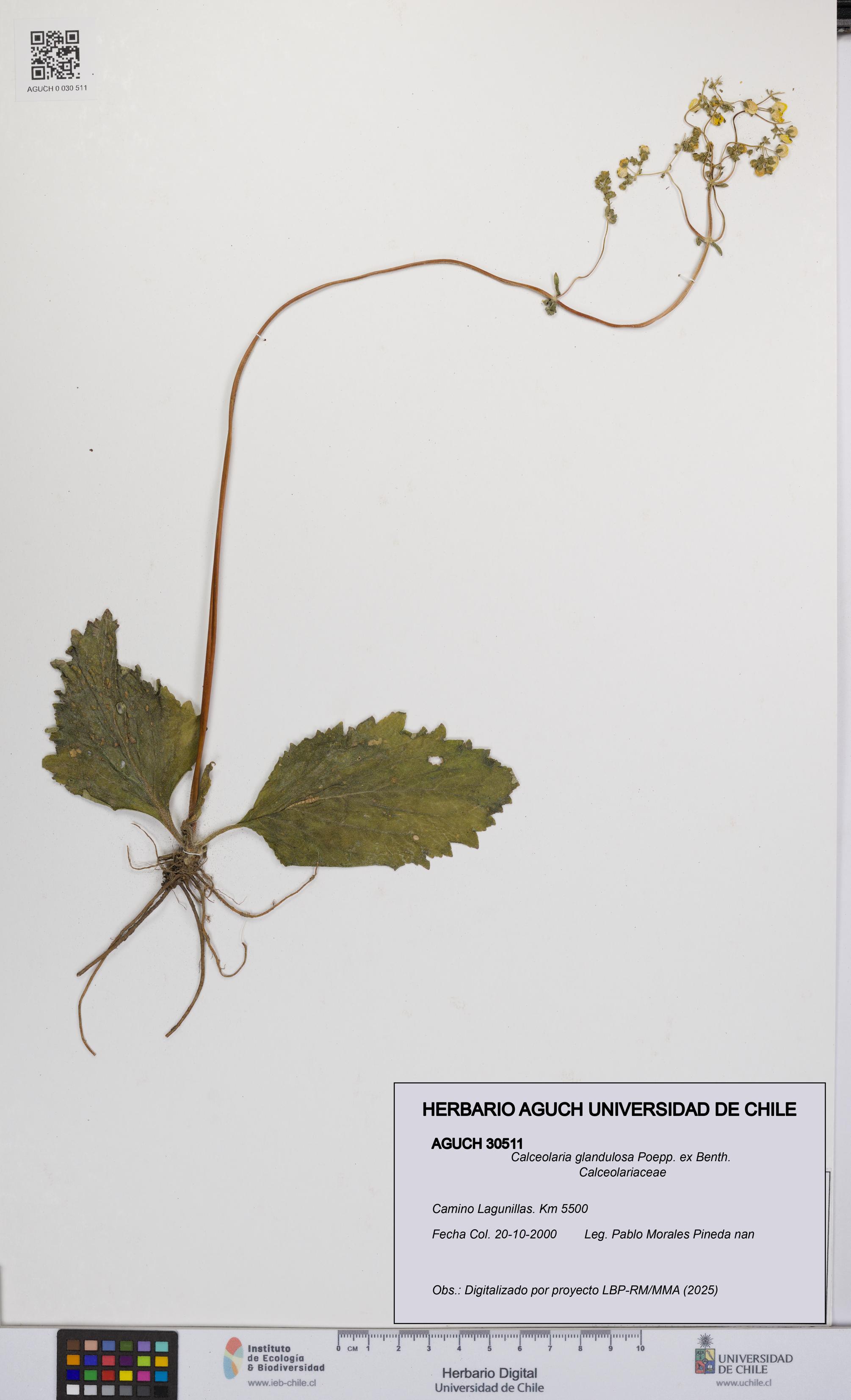 Calceolaria glandulosa [Espécimen: UCH:AGUCH:0030511]