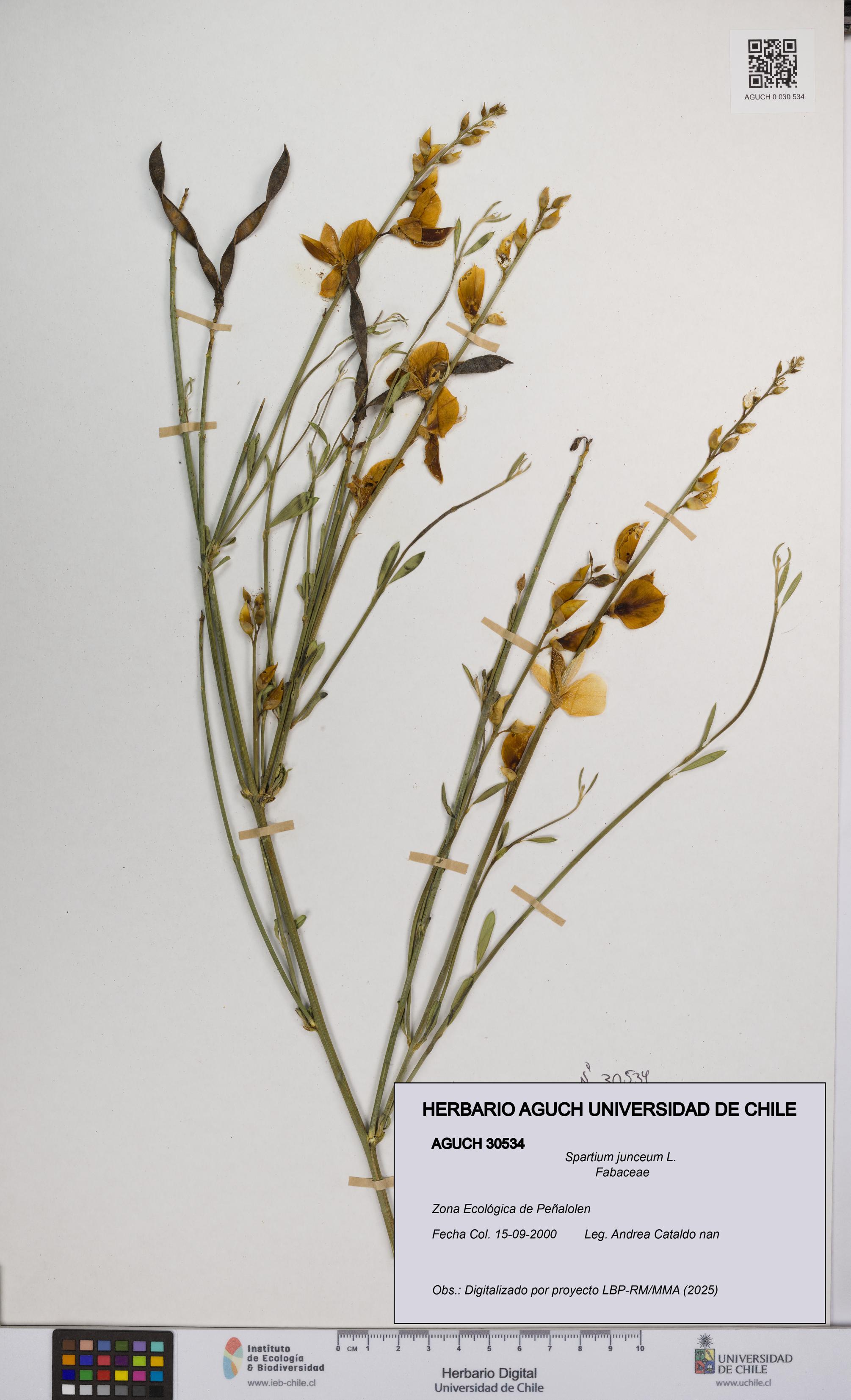 Spartium junceum [Espécimen: UCH:AGUCH:0030534]