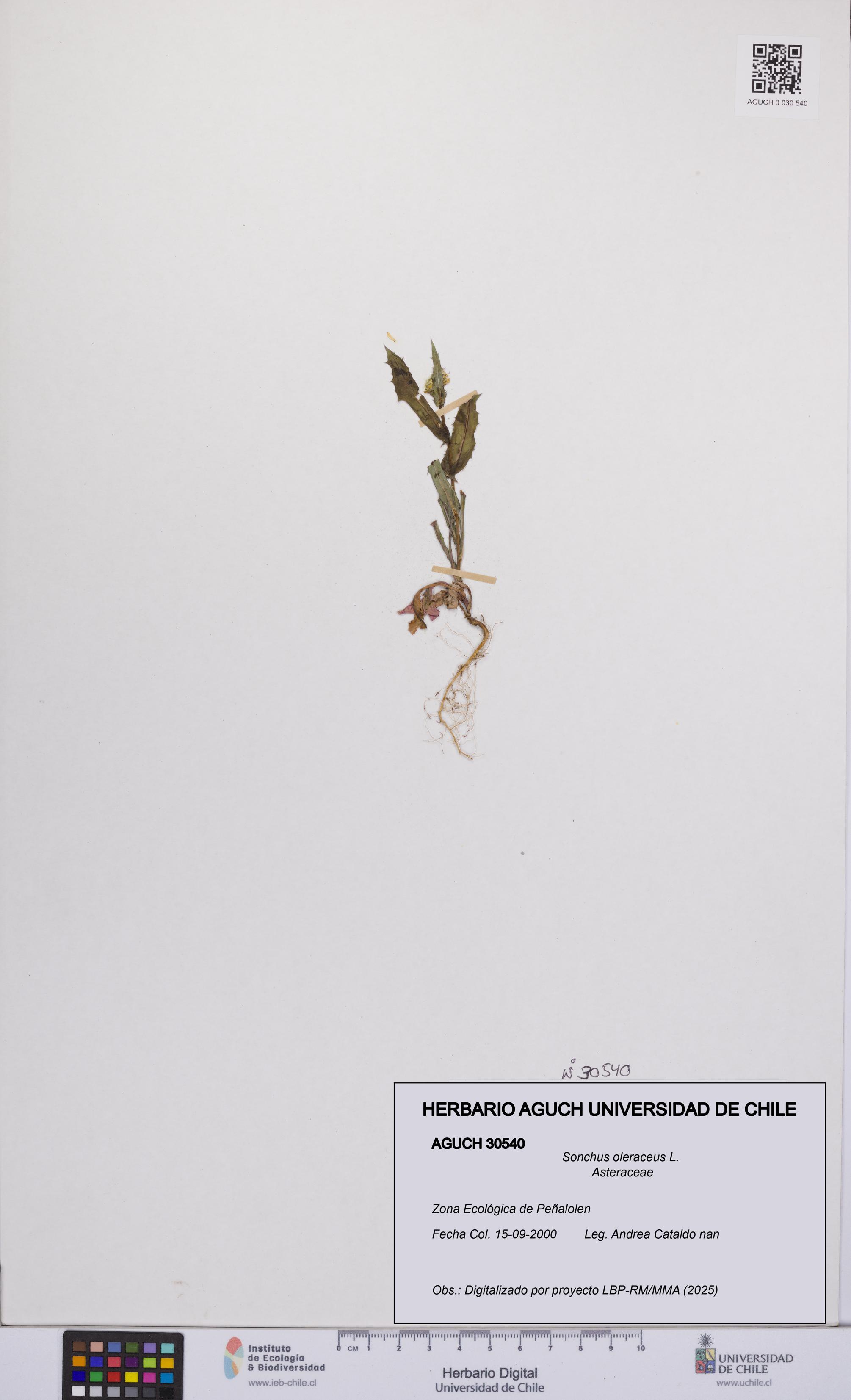 Sonchus oleraceus [Espécimen: UCH:AGUCH:0030540]