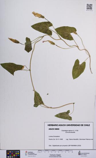 Calystegia sepium [Espécimen: UCH:AGUCH:0030633]