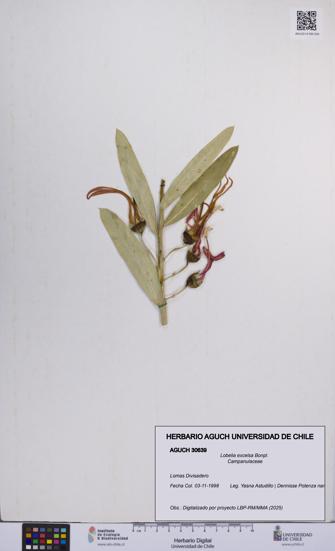 Lobelia excelsa [Espécimen: UCH:AGUCH:0030639]