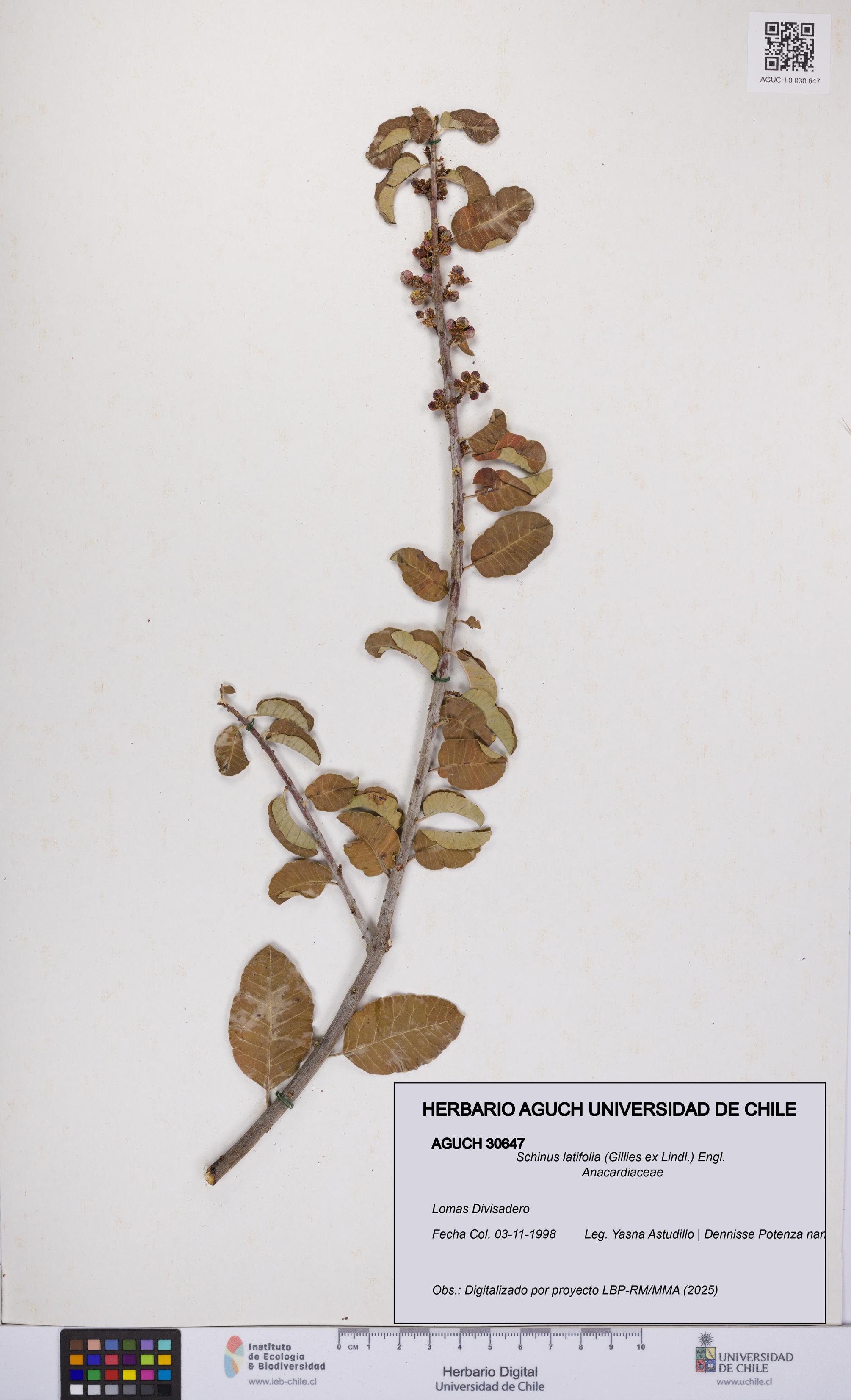 Schinus latifolia [Espécimen: UCH:AGUCH:0030647]