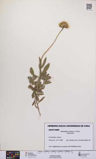 Haplopappus velutinus [Espécimen: UCH:AGUCH:0030655]