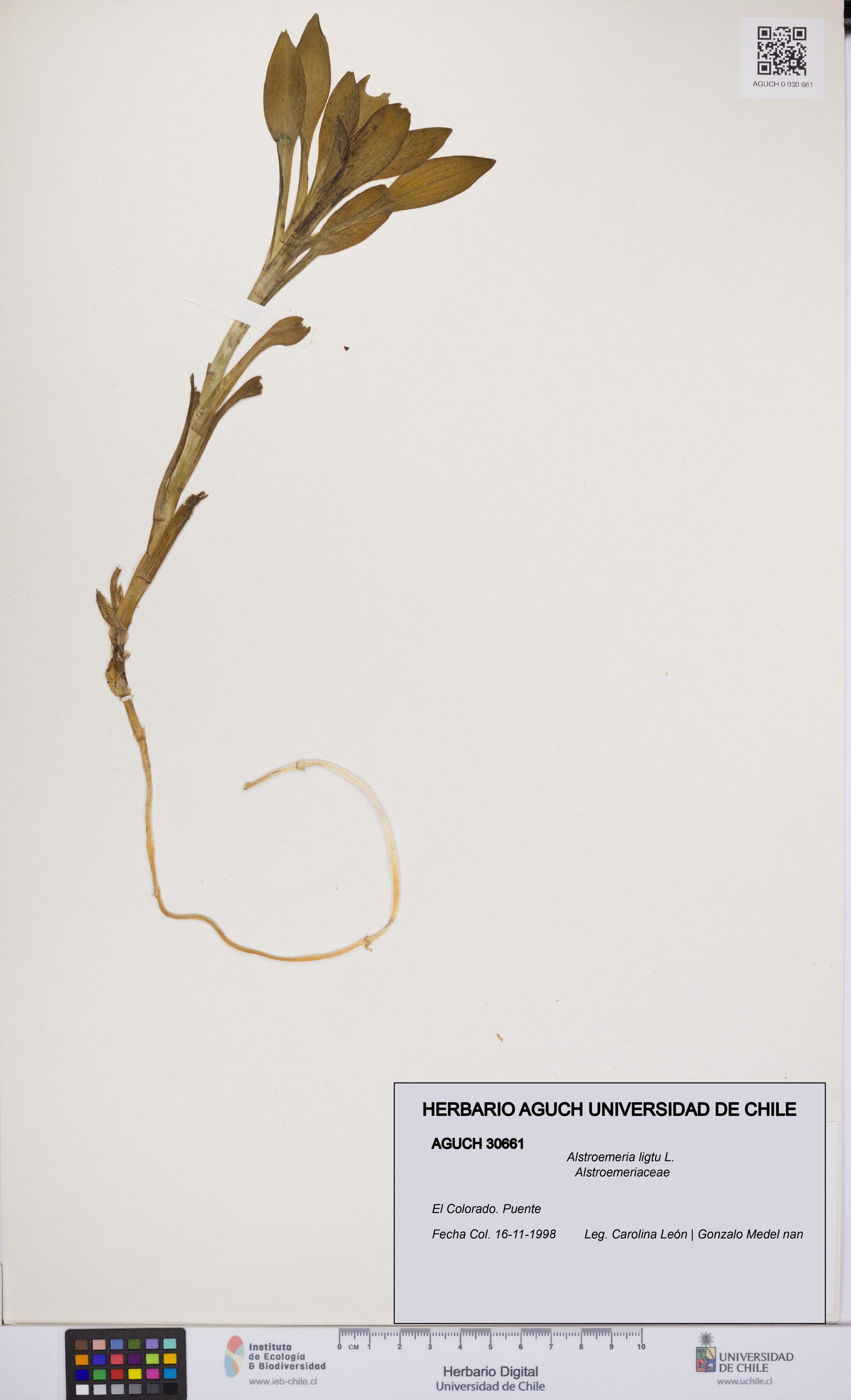 Alstroemeria ligtu [Espécimen: UCH:AGUCH:0030661]