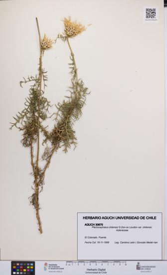 Plectocephalus chilensis var. chilensis [Espécimen: UCH:AGUCH:0030670]