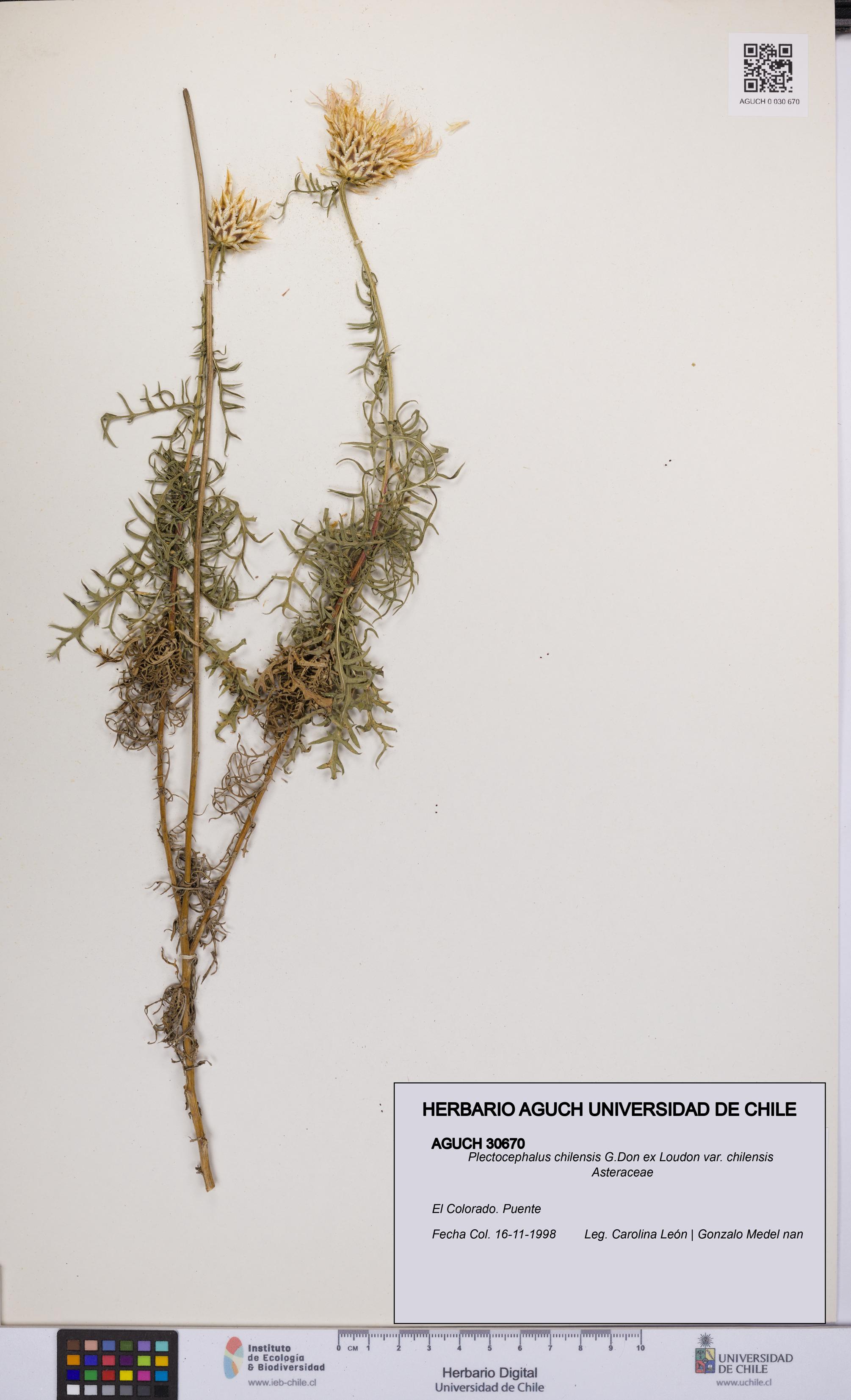 Plectocephalus chilensis var. chilensis [Espécimen: UCH:AGUCH:0030670]