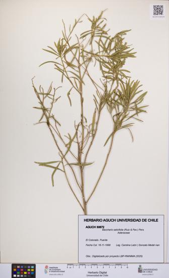 Baccharis salicifolia [Espécimen: UCH:AGUCH:0030672]