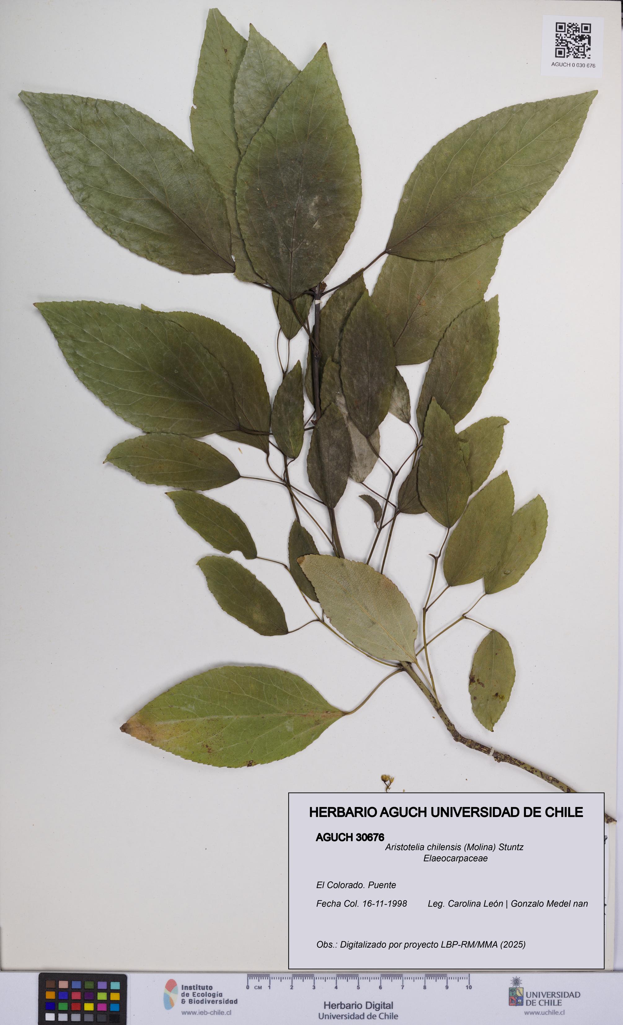 Aristotelia chilensis [Espécimen: UCH:AGUCH:0030676]