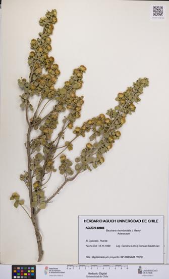 Baccharis rhomboidalis [Espécimen: UCH:AGUCH:0030685]