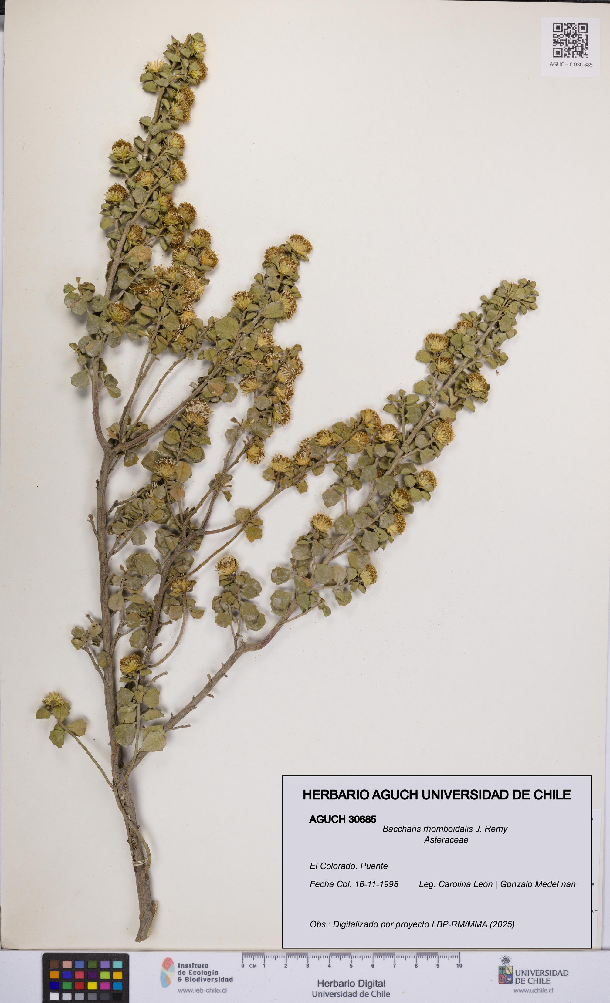 Baccharis rhomboidalis [Espécimen: UCH:AGUCH:0030685]