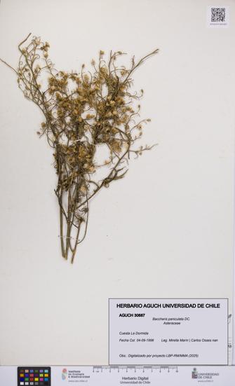 Baccharis paniculata [Espécimen: UCH:AGUCH:0030687]