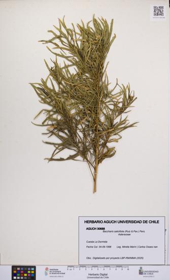 Baccharis salicifolia [Espécimen: UCH:AGUCH:0030688]
