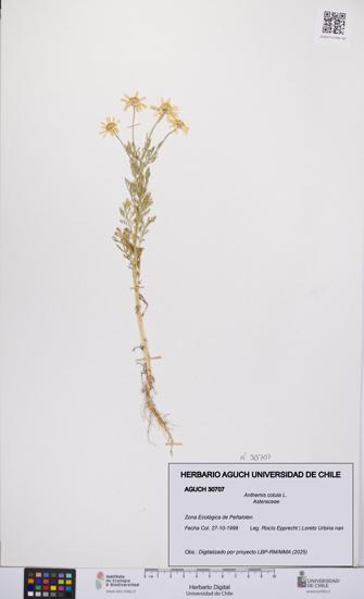 Anthemis cotula [Espécimen: UCH:AGUCH:0030707]