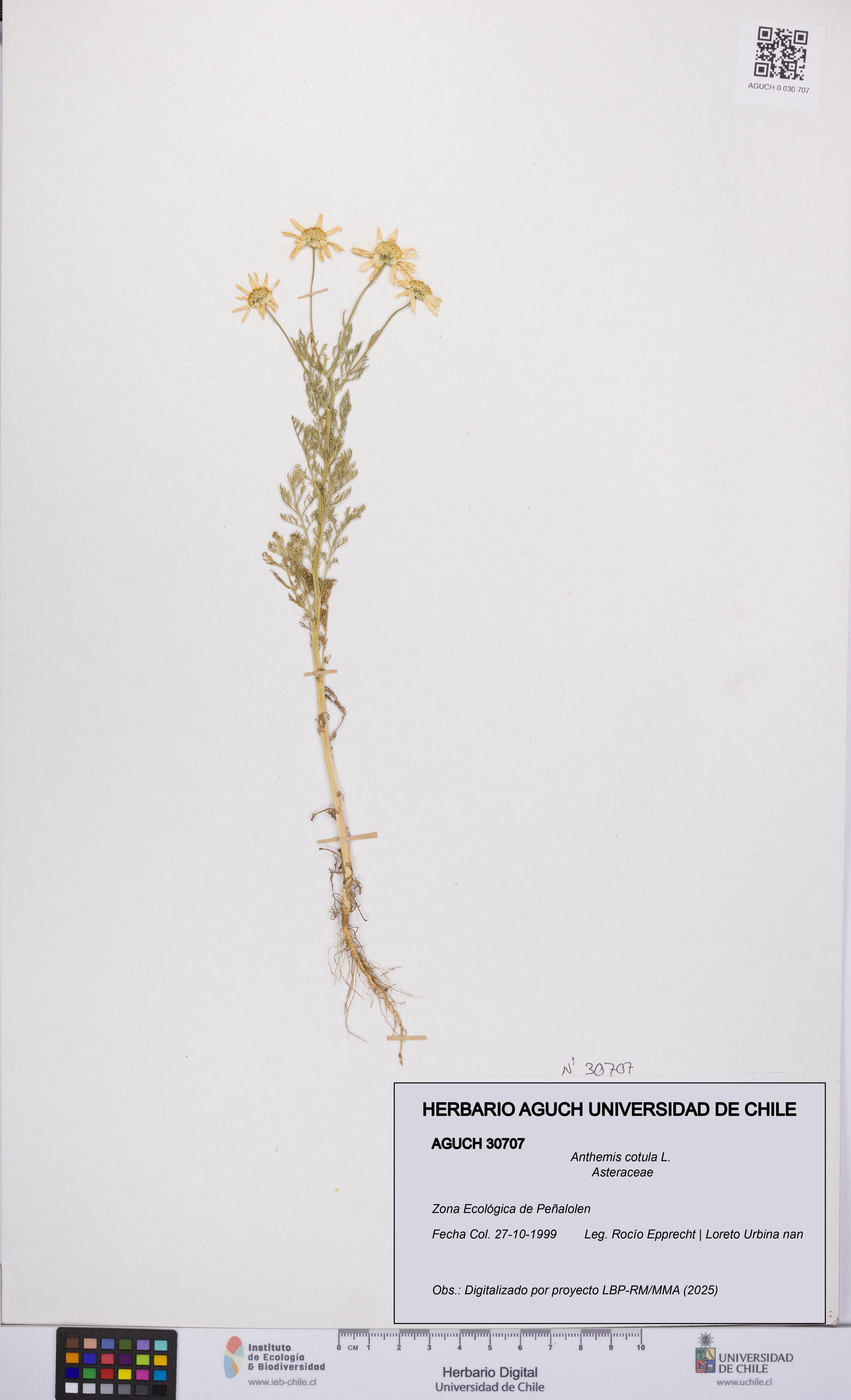 Anthemis cotula [Espécimen: UCH:AGUCH:0030707]