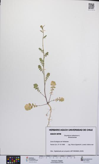Sisymbrium altissimum [Espécimen: UCH:AGUCH:0030709]