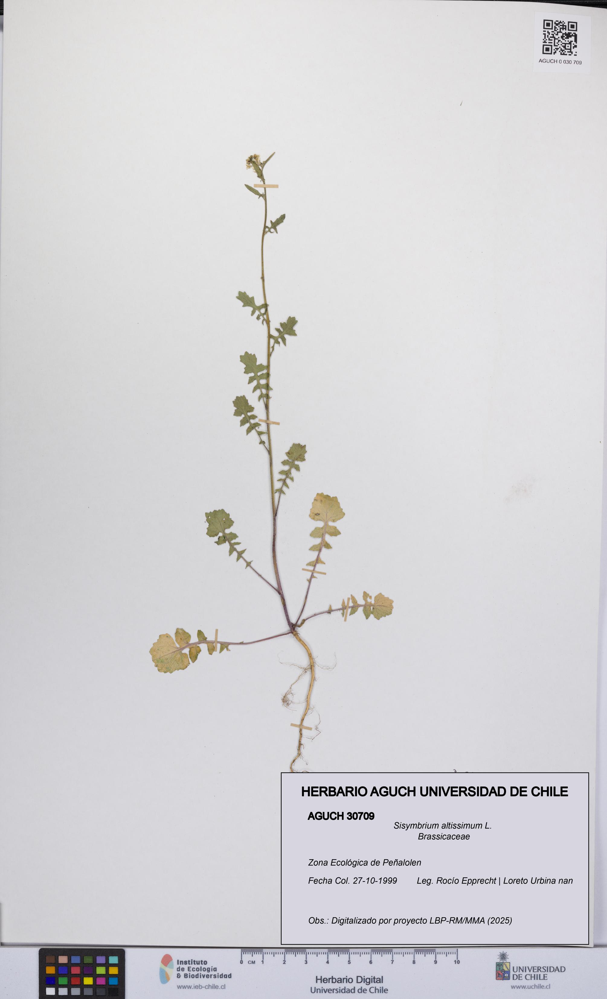 Sisymbrium altissimum [Espécimen: UCH:AGUCH:0030709]