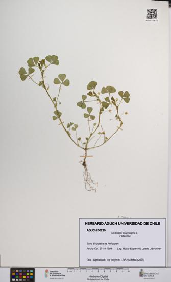 Medicago polymorpha [Espécimen: UCH:AGUCH:0030710]