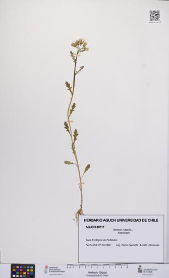 Senecio vulgaris [Espécimen: UCH:AGUCH:0030717]