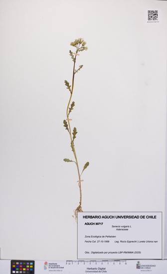 Senecio vulgaris [Espécimen: UCH:AGUCH:0030717]