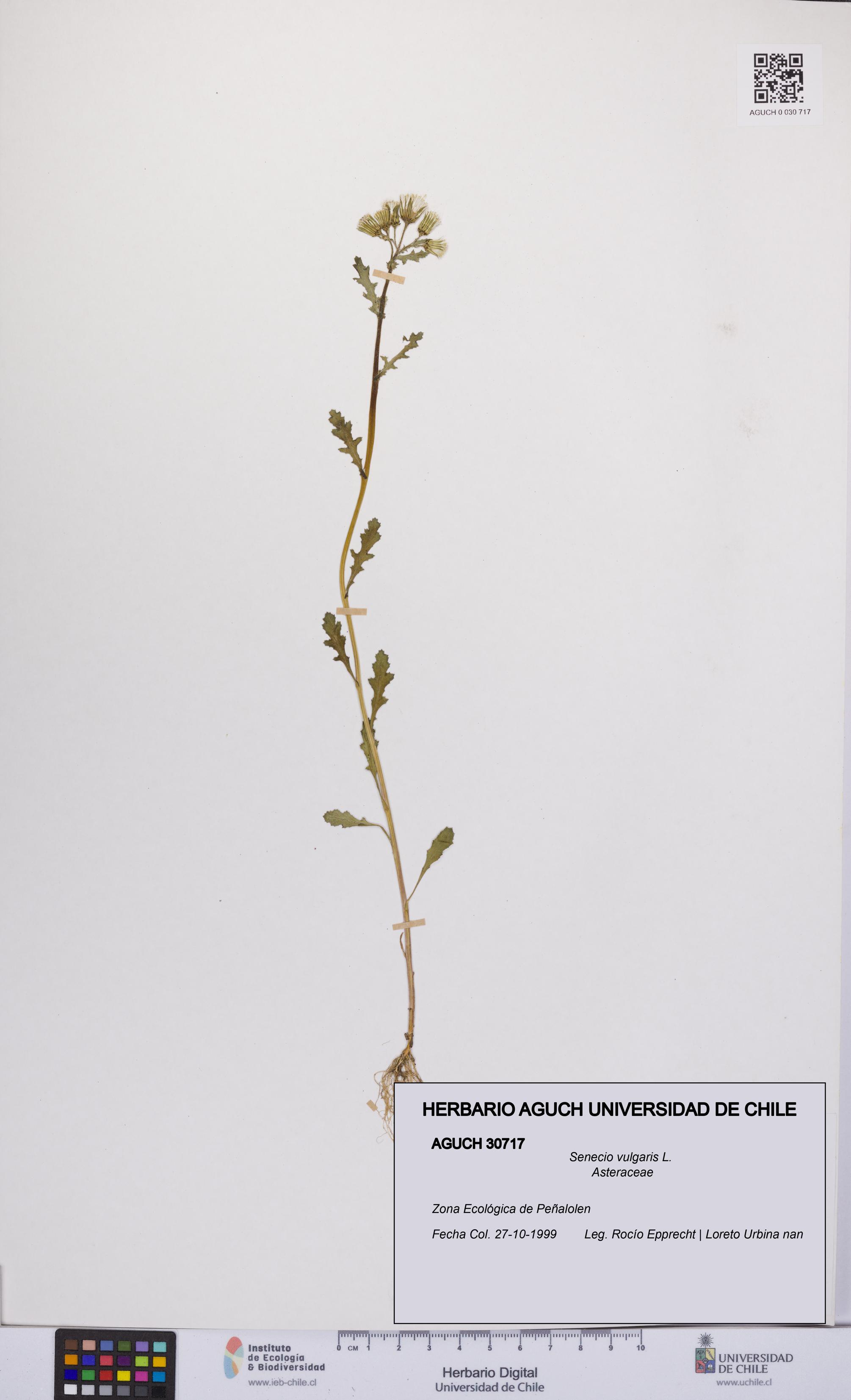 Senecio vulgaris [Espécimen: UCH:AGUCH:0030717]