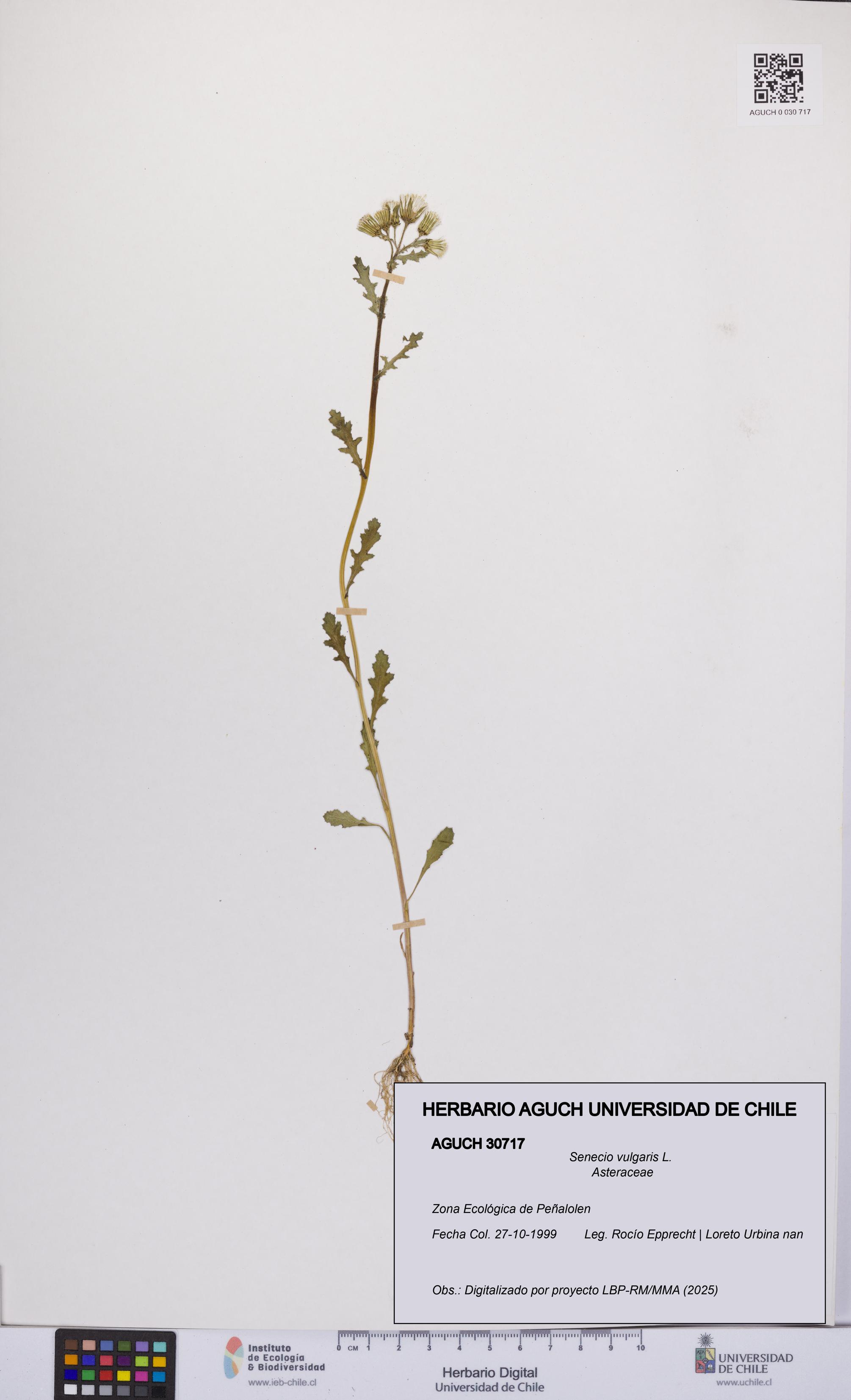 Senecio vulgaris [Espécimen: UCH:AGUCH:0030717]