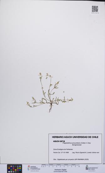 Plagiobothrys procumbens [Espécimen: UCH:AGUCH:0030718]
