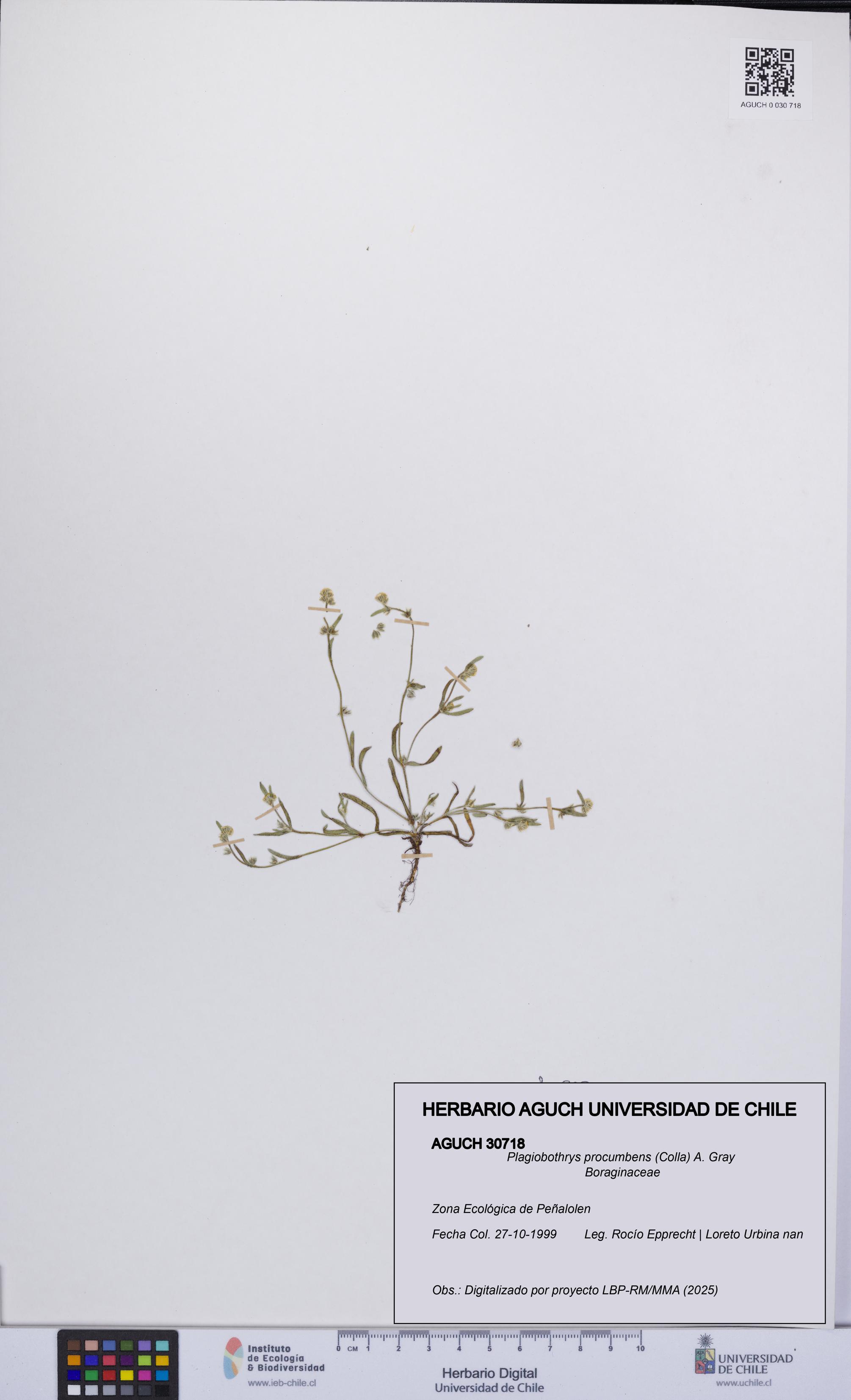 Plagiobothrys procumbens [Espécimen: UCH:AGUCH:0030718]