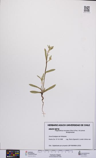Plagiobothrys muricatus [Espécimen: ]