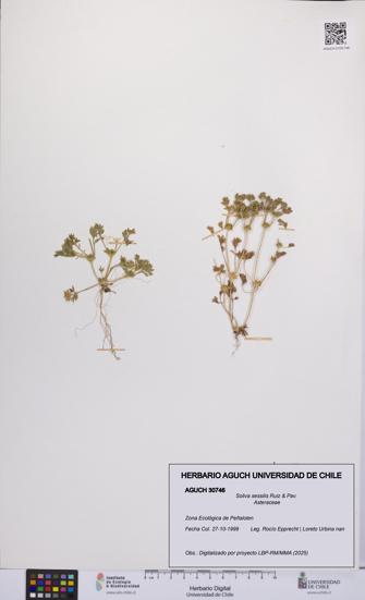 Soliva sessilis [Espécimen: UCH:AGUCH:0030746]