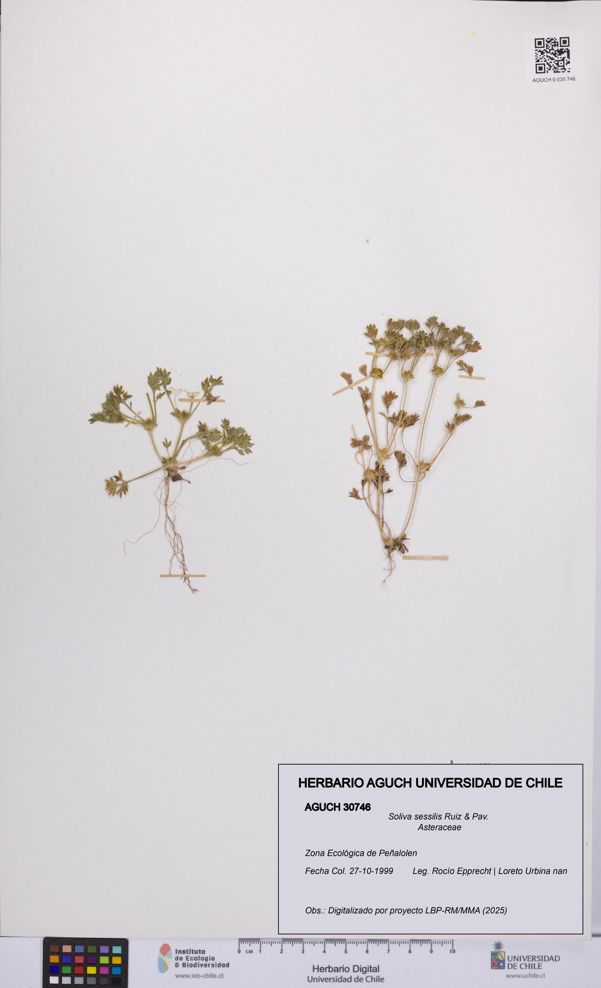 Soliva sessilis [Espécimen: UCH:AGUCH:0030746]