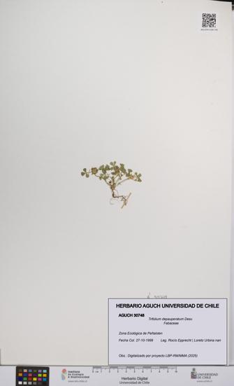 Trifolium depauperatum [Espécimen: UCH:AGUCH:0030748]