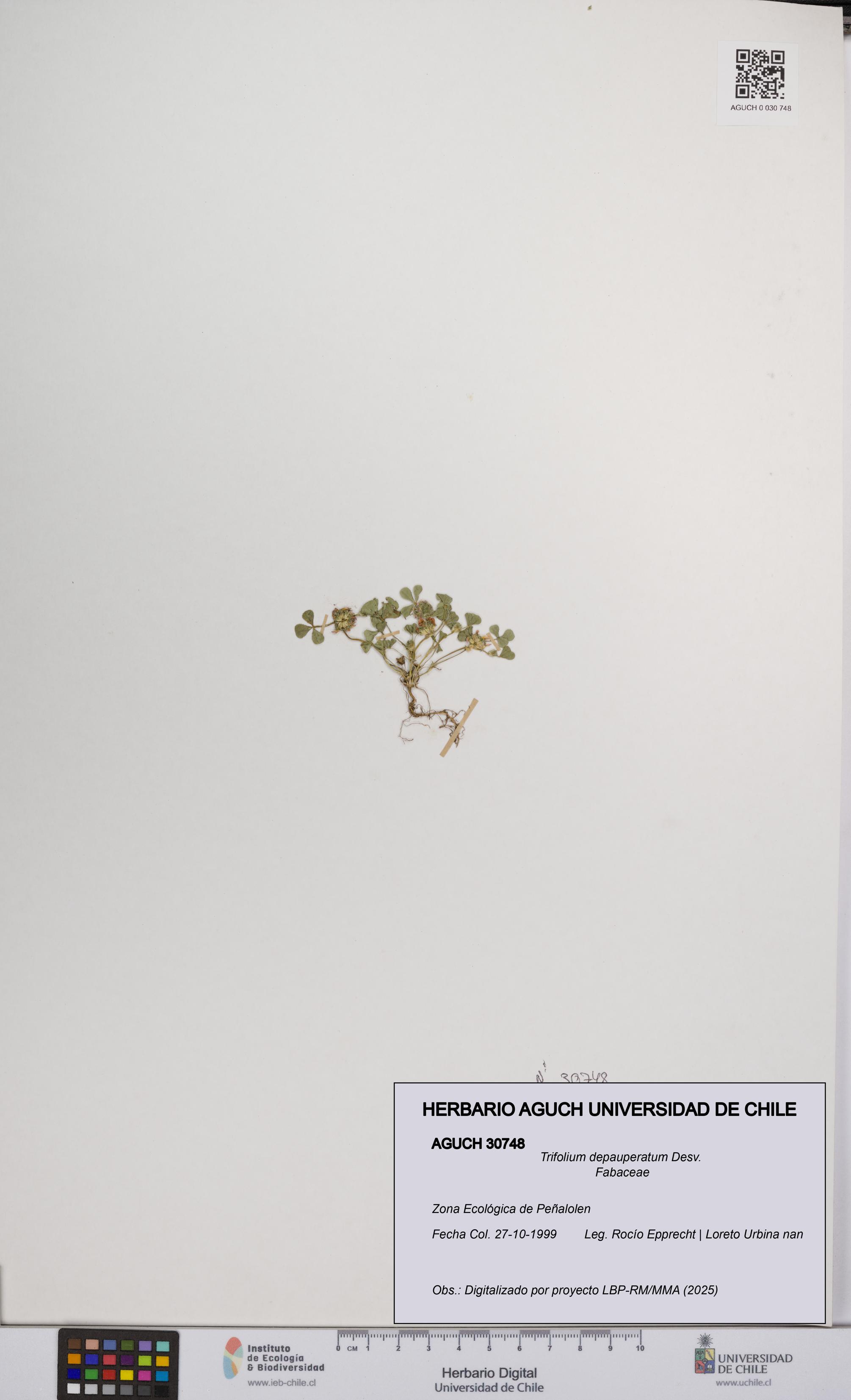 Trifolium depauperatum [Espécimen: UCH:AGUCH:0030748]