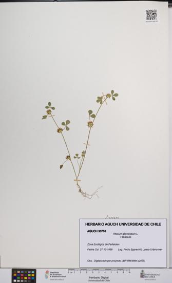 Trifolium glomeratum [Espécimen: UCH:AGUCH:0030751]