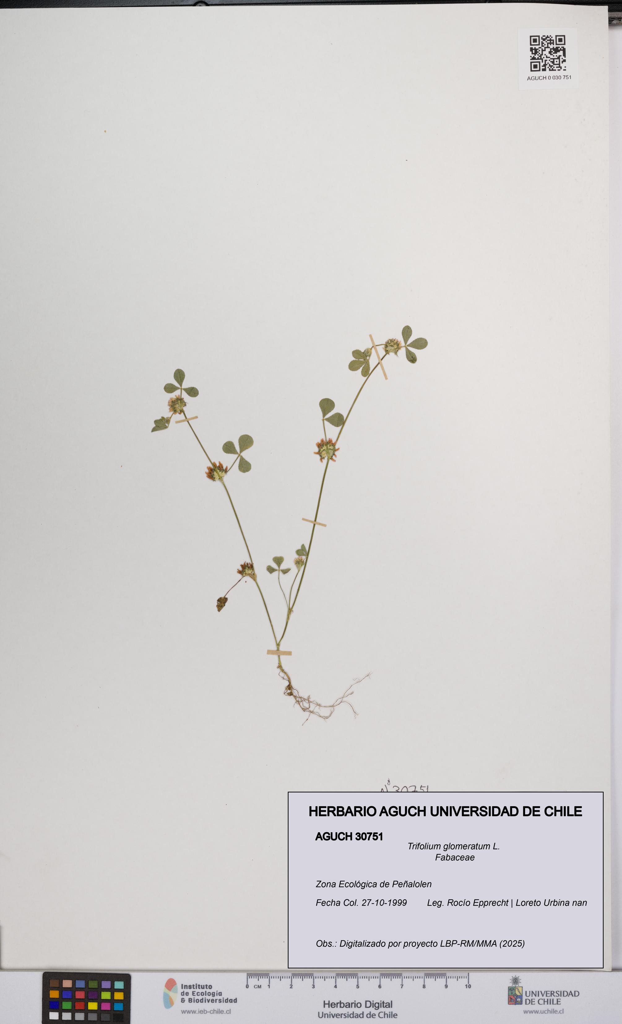 Trifolium glomeratum [Espécimen: UCH:AGUCH:0030751]